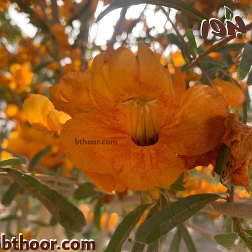 بذور شجرة الفرفارة (Tecomella undulata)