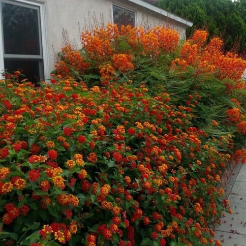 بذور زهرة لانتانا كمارا ألوان متعددة (ام كلثوم) La...