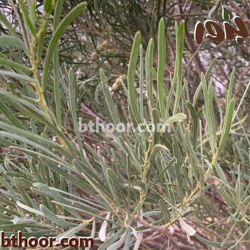 بذور سنط الاسكلوسبرما( Acacia sclerosperma Benth )