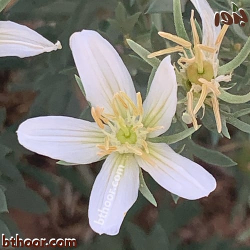 بذور حرمل-السذاب البري ( Peganum harmala )