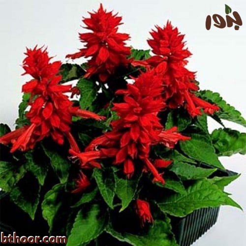 بذور زهرة سلفيا الحمراء (Salvia splendens)
