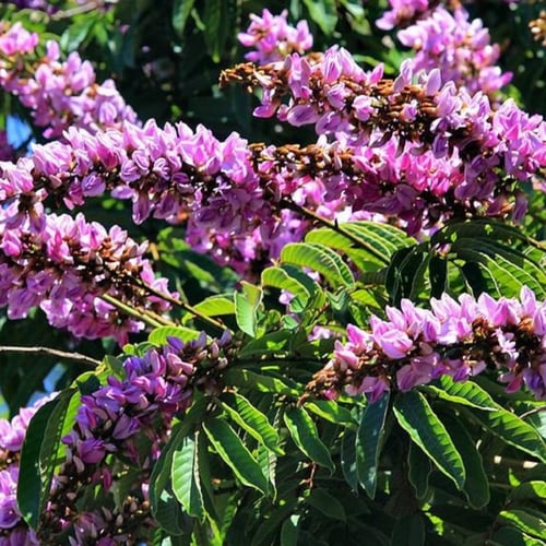 بذور شجرة البونجاميا - Millettia pinnata