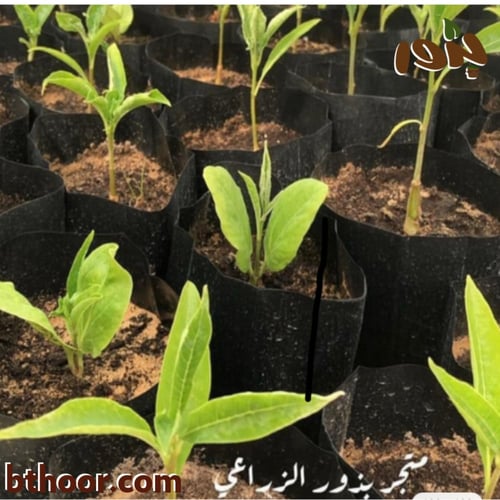 بذور شجرة التبلدي (جملة)