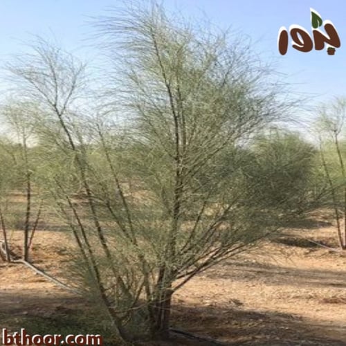 بذور البان العربي - جملة (Moringa Peregrina)