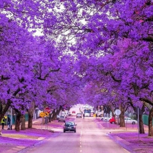 بذور شجرة الجاكرندا البنفسجية ( Jacaranda mimosifo...