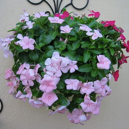 بذور زهرة البفتة ألوان متعددة(Catharanthus roseus...