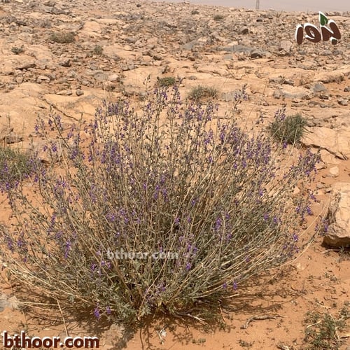 بذور العهينة-العيهل (Teucrium oliverianum)