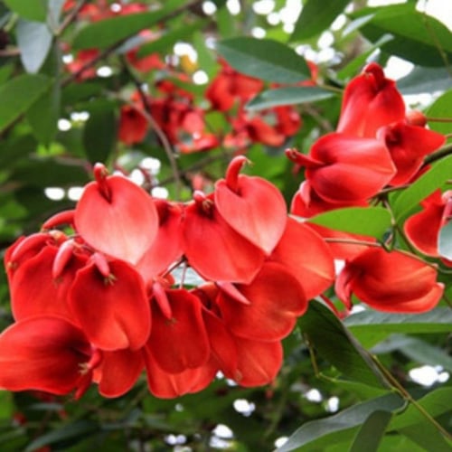 بذور شجيرة ارثرينا(erythrina humeana)