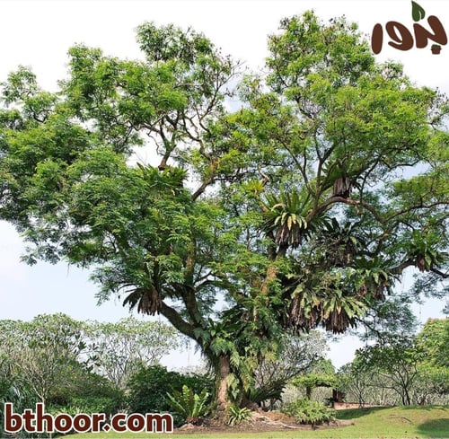 بذور شجرة مرجان الغابة (Adenanthera pavonina)