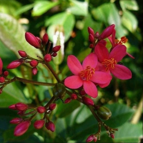 بذور شجرة الجاتروفا الحمراء - Jatropha integerrima