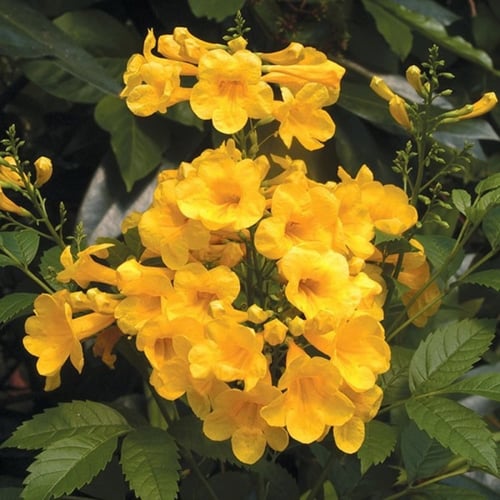 بذور شجرة تيكوما ستانس - Tecoma Stans