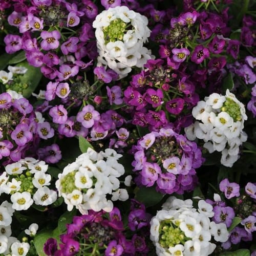 بذور زهرة الاليسم ( Lobularia maritima )