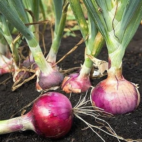 بذور بصل أحمر ( Allium cepa )