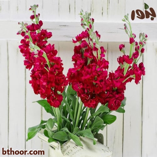 بذور المنثور الأحمر ( Matthiola incana )