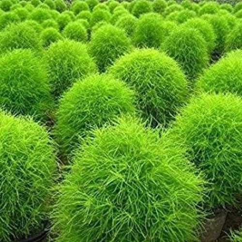 بذور مكنسة الجنة ( الكوشيا ) Kochia Scoparia