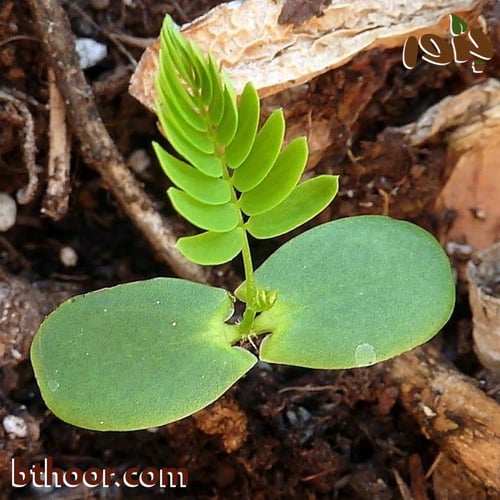 بذور شجرة ليوسينا جملة