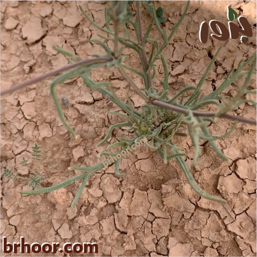 بذور المكنان ( launaea angustifolia )