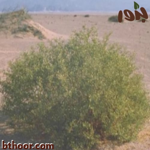 بذور الهرم ( Zygophyllum coccineum )