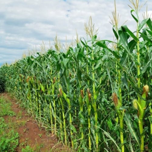 بذور ذرة شامية صفراء "هجين" ( Zea mays subsp )