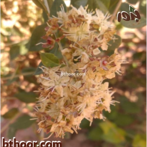 بذور شجرة الحناء البلدي (Lawsonia Inermis)