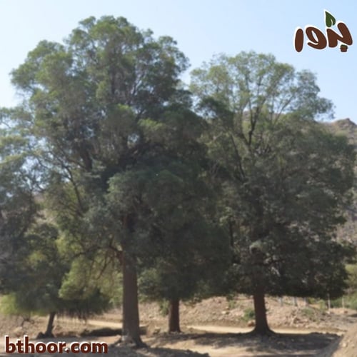 بذور لبخ عملاق (محلي) Mimusops laurifolia