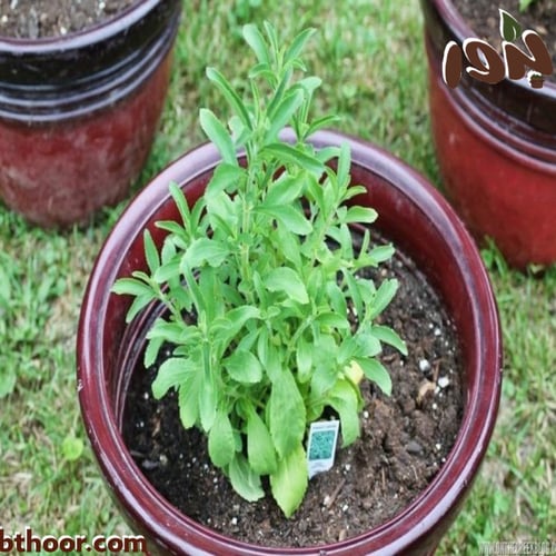 بذور ستيفيا-ورق السكر ( Stevia )