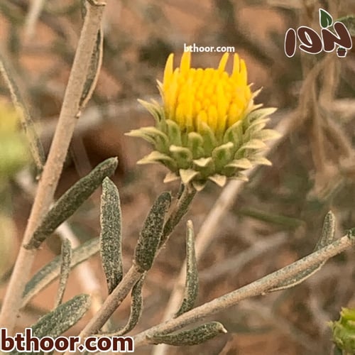 بذور العرفج جملة