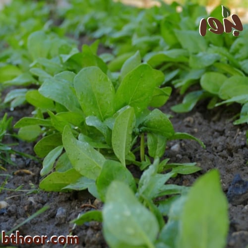 بذور السبانخ - جملة ( Spinacia )