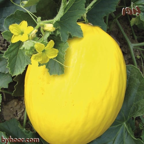 بذور شمام كناري - جملة