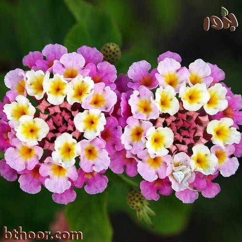 بذور لانتانا كمارا - ألوان متعددة (جملة)