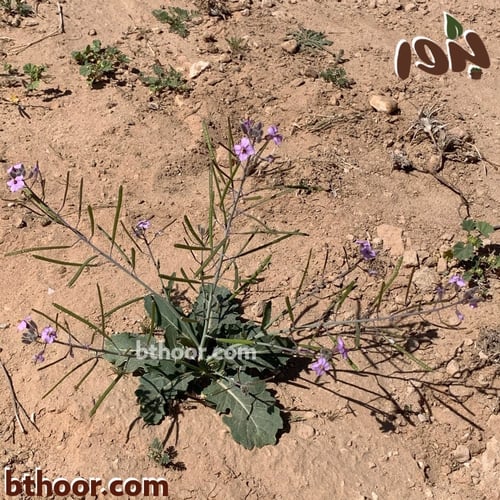 بذور اليهق ( الجرجير البري) - Diplotaxis acris