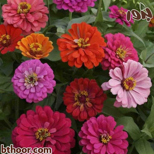 بذور الزينيا جملة متعددة الألوان