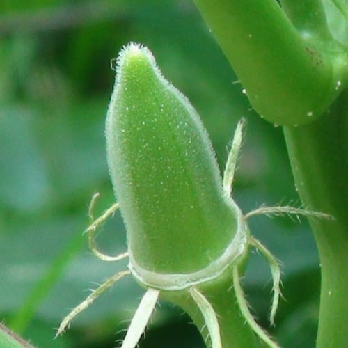 بذور نبات البامية ( Abelmoschus esculentus )
