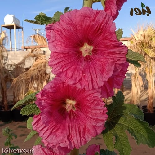 بذور خطمية وردي-ختمية ( Althaea pink )