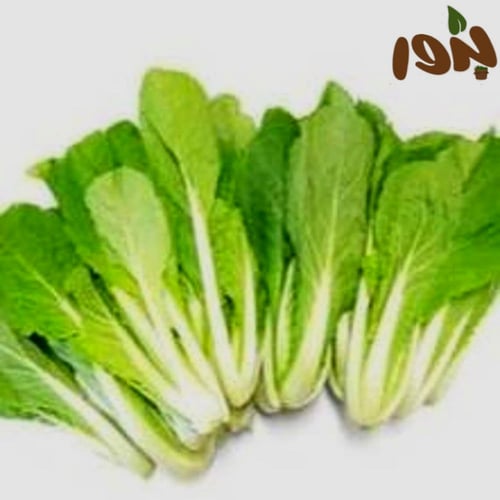 بذور الخس (Lactuca sativa)