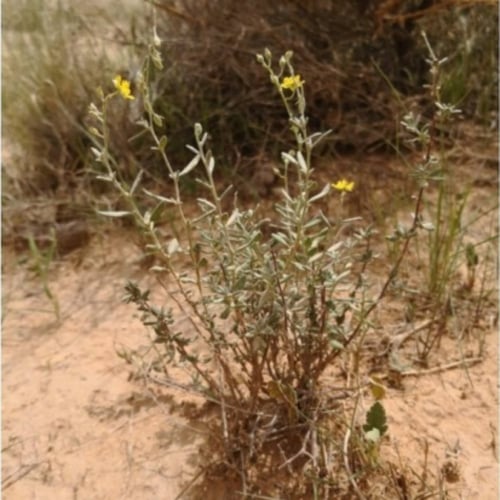 بذور الرقروق المصاحب للكمأة أو الفقع ( Helianthemu...