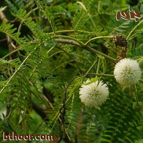بذور شجرة ليوسينا جملة
