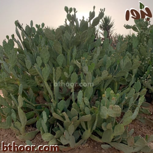 بذور صبار الكمثرى الشرقي-التين الهندي( Opuntia hum...