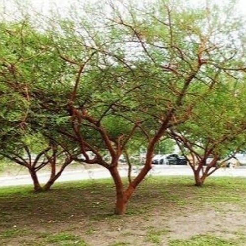 بذور سنط السيال ( طلح السيال ) Acacia seyal