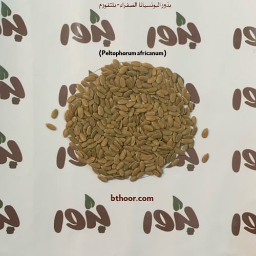 بذور البونسيانا الصفراء - بلتفورم (جملة)