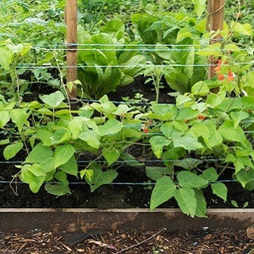 فاصوليا حمراء