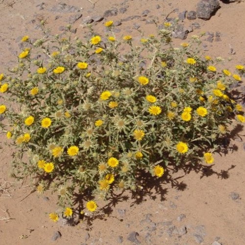بذور نبات النقد ( Anvillea )