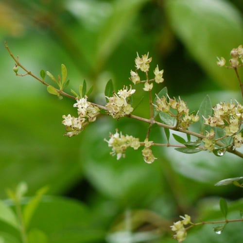 بذور شجرة الحناء البلدي (Lawsonia Inermis)