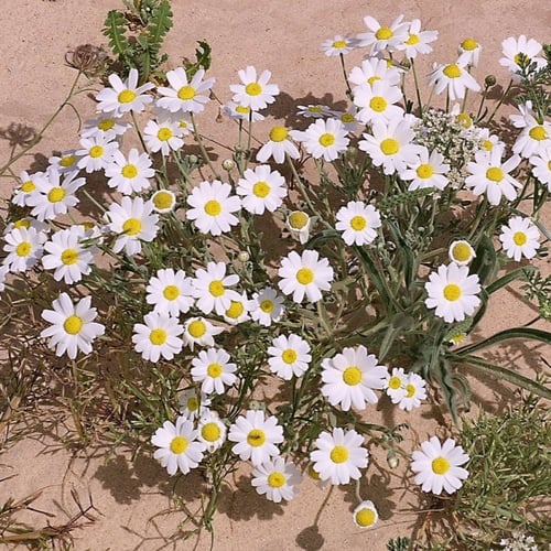 بذور القحويان - الأقحوان البري ( anthemis deserti...
