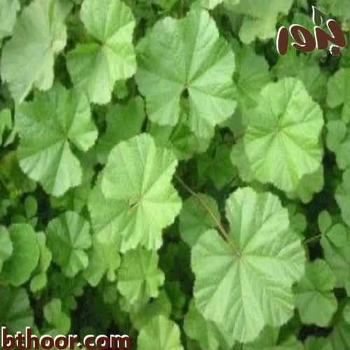 بذور الخبيز (الخباز) Malva parviflora
