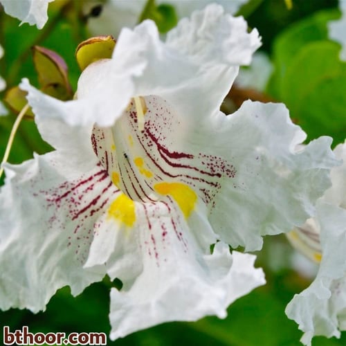 بذور شجرة الكاتالبا (Catalpa speciosa)