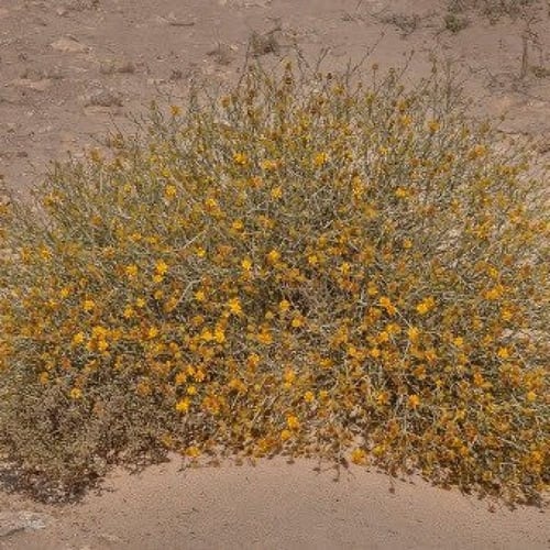 بذور نبات العرفج ( Rhanterium epapposum )