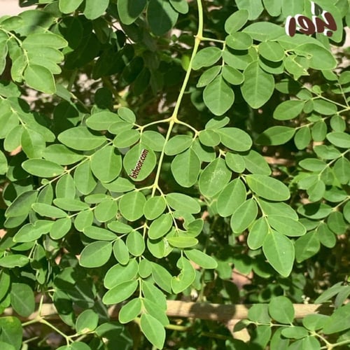 بذور المورينجا اوليفيرا - المورينقا الهندية ( ج...
