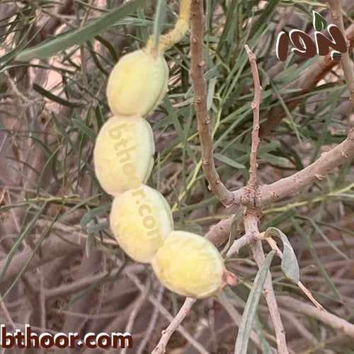 بذور سنط الاسكلوسبرما( Acacia sclerosperma Benth )