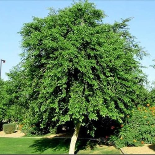 بذور شجرة السرسوع - السيسم - Dalbergia sissoo